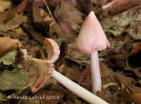 Hygrocybe calyptriformis var. calyptriformis image