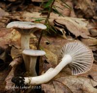 Hygrocybe canescens image