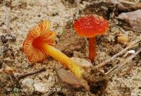 Hygrocybe conicoides image