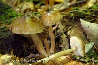 Hygrocybe irrigata image