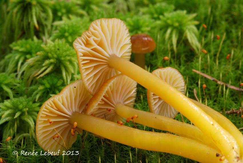 Hygrocybe laeta var. laeta image