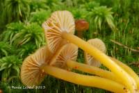 Image of Hygrocybe laeta