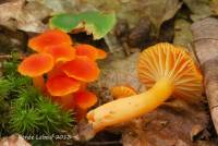 Hygrocybe miniata image