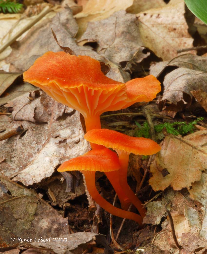 Hygrocybe miniata image