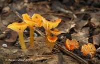 Hygrocybe minutula image