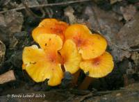 Hygrocybe minutula image