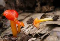 Hygrocybe minutula image