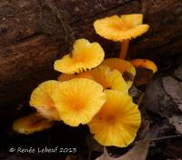 Hygrocybe minutula image