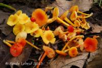 Hygrocybe minutula image