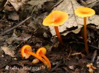 Hygrocybe minutula image