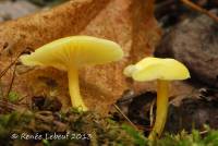 Hygrocybe parvula image