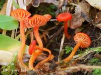 Hygrocybe phaeococcinea image