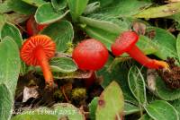 Hygrocybe phaeococcinea image