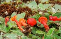 Hygrocybe phaeococcinea image