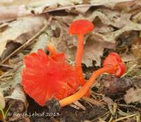 Hygrocybe phaeococcinea image