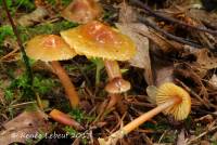 Hygrocybe psittacina var. perplexa image