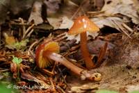 Hygrocybe psittacina var. perplexa image