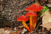 Hygrocybe punicea image