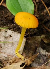 Hygrocybe reidii image