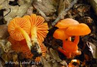 Hygrocybe squamulosa image