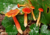 Hygrocybe squamulosa image