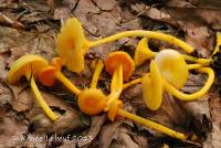 Hygrocybe vitellina image