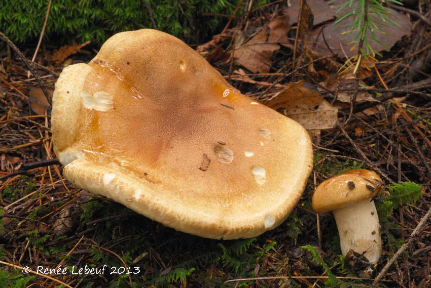 Hygrophorus tennesseensis image