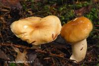 Hygrophorus tennesseensis image