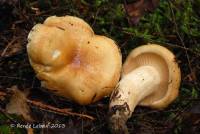 Hygrophorus tennesseensis image