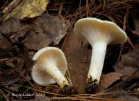 Hygrophorus chrysodon image