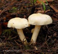 Hygrophorus chrysodon image