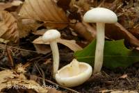 Hygrophorus discoxanthus image