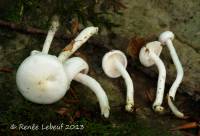 Hygrophorus discoxanthus image