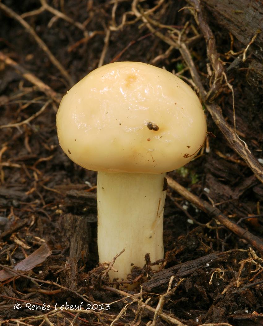 Hygrophorus laurae var. laurae image