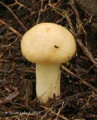 Hygrophorus laurae image