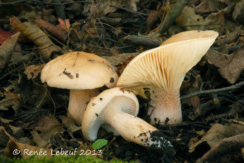 Hygrophorus laurae var. decipiens image