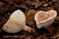 Hygrophorus russula image