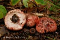 Hygrophorus russula image