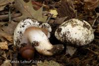 Hygrophorus sordidus image