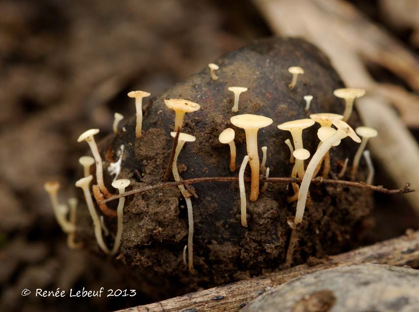 Hymenoscyphus fructigenus image