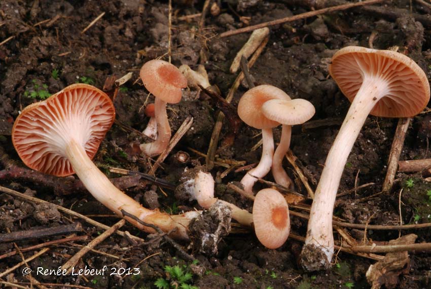 Laccaria bicolor image