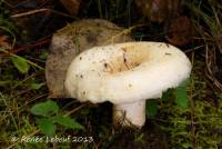 Image of Lactarius aquizonatus