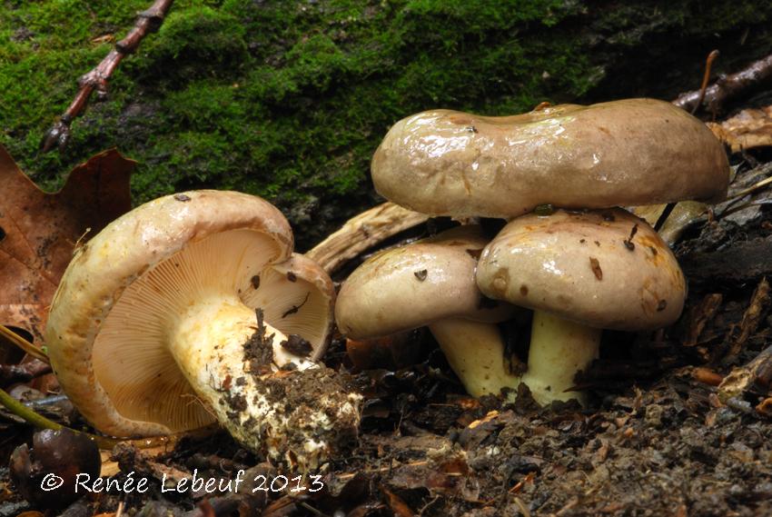 Lactarius argillaceifolius image