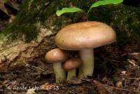 Lactarius argillaceifolius image