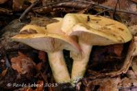 Lactarius argillaceifolius image