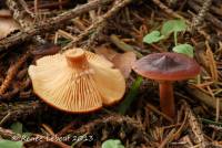 Lactarius badiosanguineus image