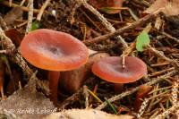 Lactarius badiosanguineus image