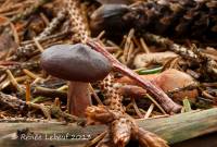 Lactarius badiosanguineus image