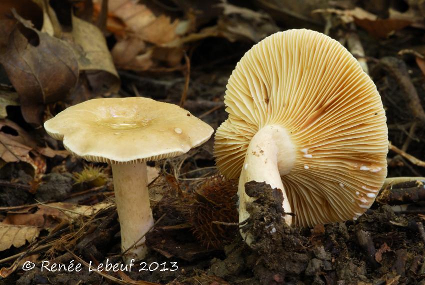 Lactarius fumosus image