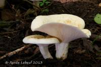 Image of Lactarius glaucescens